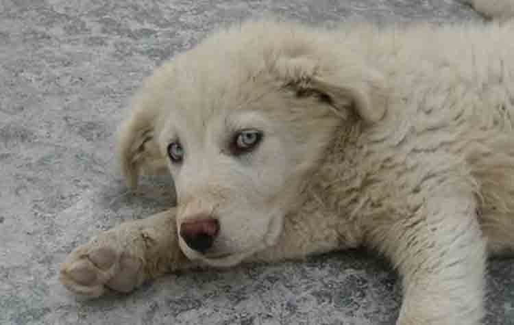 Αυτός ο γαλανομάτης ψάχνει σπίτι