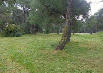 Καθαρισμός οικοπέδων και κοινόχρηστων χώρων