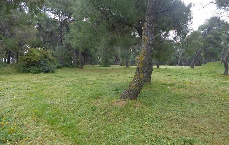 Καθαρισμός οικοπέδων και κοινόχρηστων χώρων