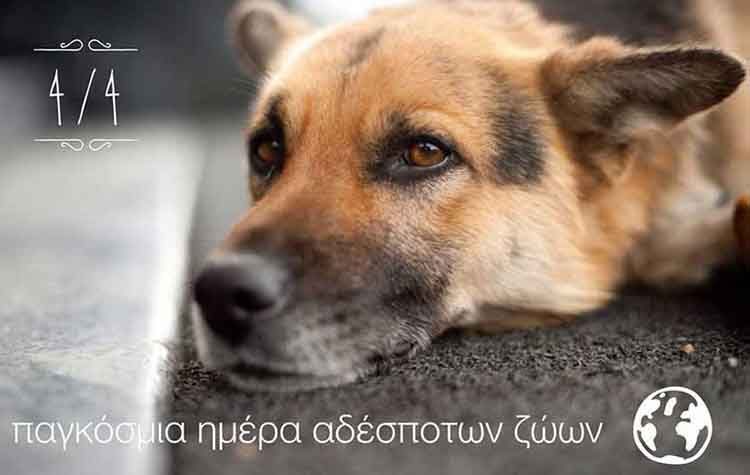 Γ. Πατούλης: «Η μέριμνα για τα αδέσποτα ζώα είναι υπόθεση όλων μας»