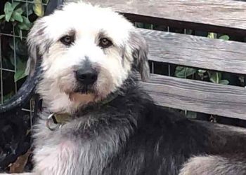 Ο Μπούμπης αναζητά οικογένεια