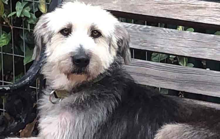 Ο Μπούμπης αναζητά οικογένεια