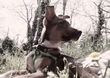 Ποιος θα πάρει την κούκλα;