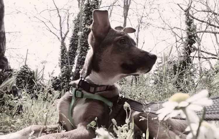 Ποιος θα πάρει την κούκλα;