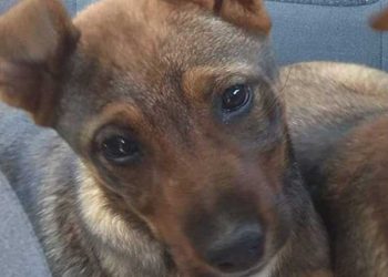 Ένα σπιτάκι για την κούκλα