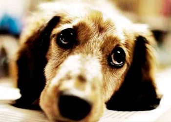 Δήμος Φιλοθέης - Ψυχικού: «Πρωτοπόροι στην προστασία αδέσποτων ζώων»