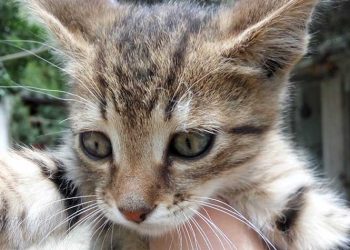 Ένα κουκλάκι για υιοθεσία