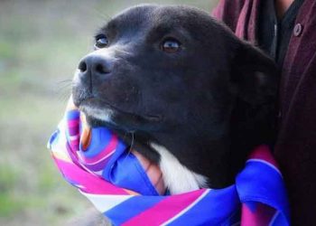 Τρία υπέροχα μικρόσωμα αδερφάκια ενός έτους αναζητούν οικογένεια