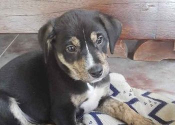 Μια οικογένεια για τον Μάξιμο