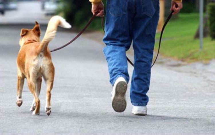 Χάρτινα φτυαράκια μιας χρήσης για τα κατοικίδια σε 18 σημεία της Κηφισιάς