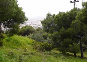 Καθαρισμός στο Δάσος Θεόκλητου την Κυριακή 23 Ιουνίου