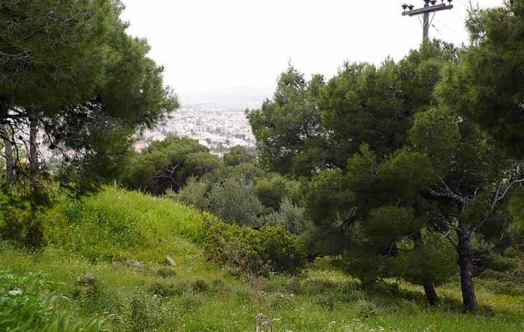 Καθαρισμός στο Δάσος Θεόκλητου την Κυριακή 23 Ιουνίου