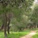 «Ας προστατέψουμε όλοι μαζί τα δάση της πόλης μας»