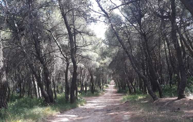 Κίνδυνος στο δάσος Φασίδερη;