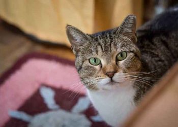 Η χαδιάρα Ζίνα ψάχνει σπίτι