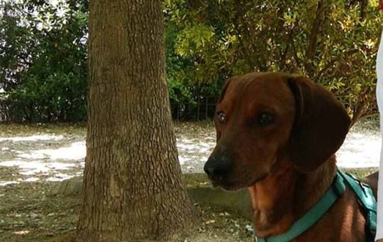 Χαρίζεται ο γλυκούλης Γιόσι