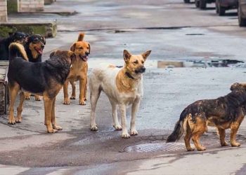 Γ. Πατούλης: «Οριζόντιες δράσεις και προγράμματα για τα αδέσποτα»