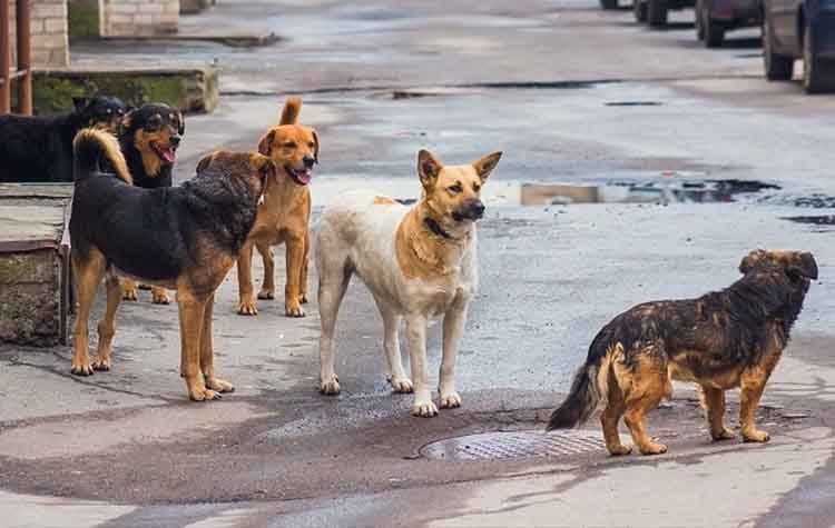 Γ. Πατούλης: «Οριζόντιες δράσεις και προγράμματα για τα αδέσποτα»