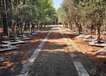 Πάρκο Γουδή: Η ιστορία του μεγάλου «πνεύμονα» της Αττικής