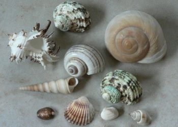 Νέα δωρεά για τα τμήματα υδροβιολογίας, γεωλογίας - παλαιοντολογίας του Μουσείου Γουλανδρή