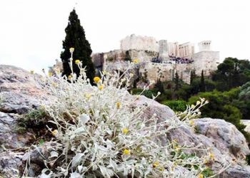 Μικρομέρια: Το σπάνιο άνθος του Ιερού Βράχου της Ακρόπολης