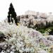 Μικρομέρια: Το σπάνιο άνθος του Ιερού Βράχου της Ακρόπολης