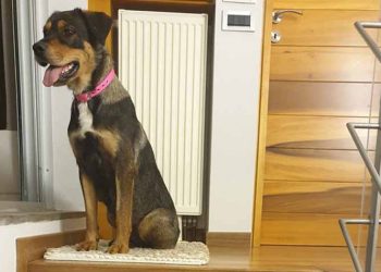 Ζητείται οικογένεια για τη Ρόζα