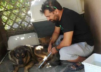 Ένας υπέροχος άνθρωπος που δίνει ζωή σε «καταδικασμένα» σκυλάκια