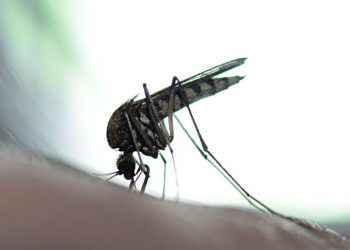 Ιατρικός Σύλλογος Αθηνών: Ο ιός του Δυτικού Νείλου έχει πλέον εγκατασταθεί