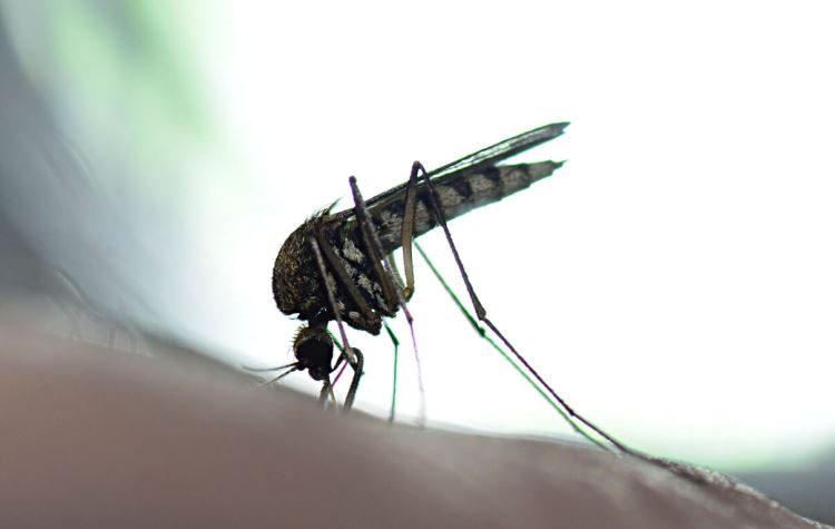 Ιατρικός Σύλλογος Αθηνών: Ο ιός του Δυτικού Νείλου έχει πλέον εγκατασταθεί