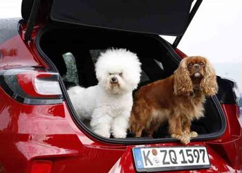 Το νέο Ford Puma μετατρέπεται σε κινητό ινστιτούτο περιποίησης σκύλων