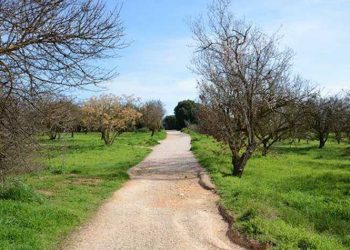 Ψήφισμα Ένωσης Γονέων Αμαρουσίου για το δασικό χαρακτήρα του «Συγγρού»