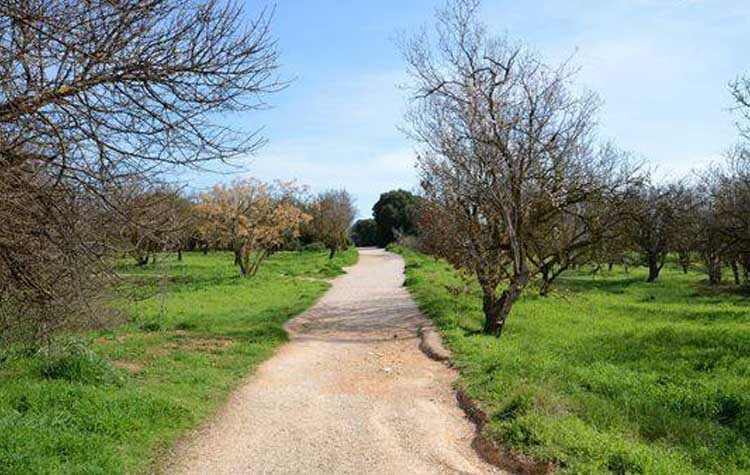 Ψήφισμα Ένωσης Γονέων Αμαρουσίου για το δασικό χαρακτήρα του «Συγγρού»