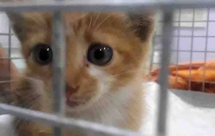 Ένα σπίτι για τον γατούλη