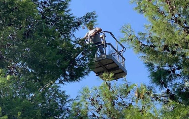 Ξεκίνησε το κλάδεμα ψηλών δέντρων με τη χρήση ειδικού οχήματος