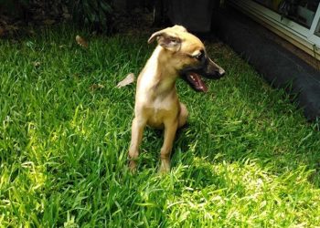 Μαρίζα Χριστοφίδου: «Το ζώο χρειάζεται μόνο αγάπη και υπευθυνότητα»