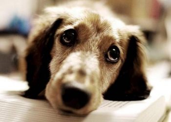 Αναζητείται οικόπεδο για τη δημιουργία καταφυγίου αδέσποτων ζώων