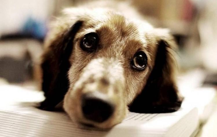 Αναζητείται οικόπεδο για τη δημιουργία καταφυγίου αδέσποτων ζώων