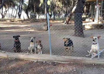 Ημέρα για αδέσποτα σκυλάκια διοργανώνει η Επιτροπή Ζωοφιλίας