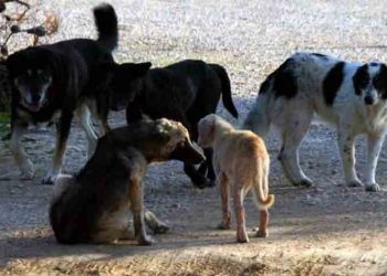 Διόνυσος : Αγέλη σκύλων επιτέθηκε σε περαστικούς