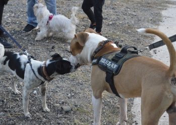 Μια μεγάλη γιορτή για τον καλύτερο φίλο του ανθρώπου