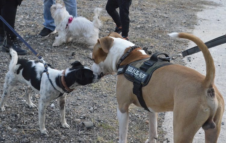 Μια μεγάλη γιορτή για τον καλύτερο φίλο του ανθρώπου