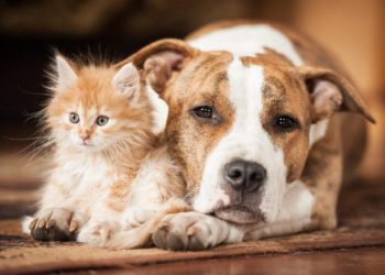 Δήμος Παπάγου - Χολαργού: «Είμαστε έμπρακτα κοντά στα αδέσποτα και τα κατοικίδια»