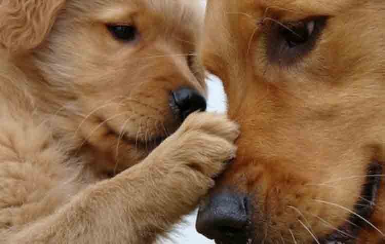 Γιορτή για τα ζώα οργανώνει και φέτος ο Δήμος Ηρακλείου