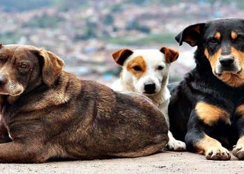 «Οι δημότες εγκαταλείπουν τα κατοικίδια τους» καταγγέλλει ο δήμος Πεντέλης