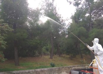 Ψεκασμοί από τον δήμο για καταπολέμηση της κάμπιας των πεύκων