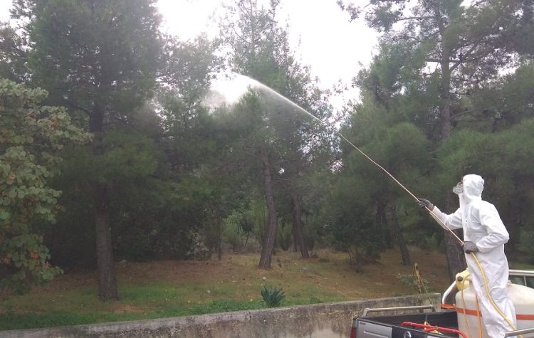 Ψεκασμοί από τον δήμο για καταπολέμηση της κάμπιας των πεύκων