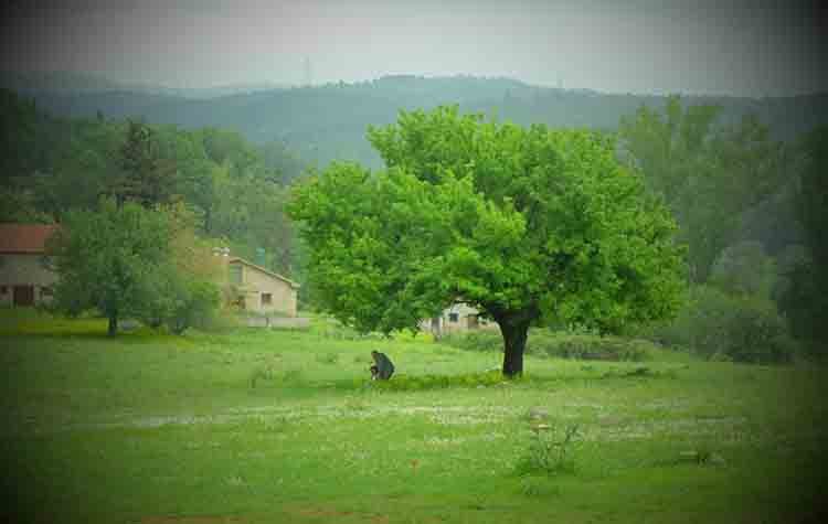 Ένη Κούκουλα: «Κρυφός Κήπος»