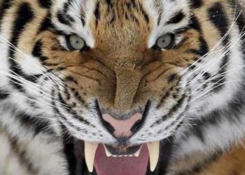 Ρωσική ενέργεια: Επίδειξη ισχύος