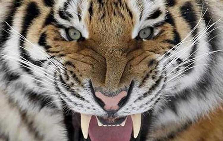 Ρωσική ενέργεια: Επίδειξη ισχύος